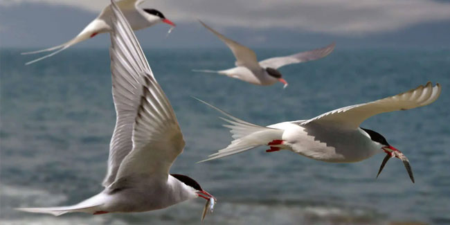 10. Mai - Weltzugvogeltag
