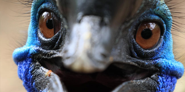 4. Mai: Tag der Vögel