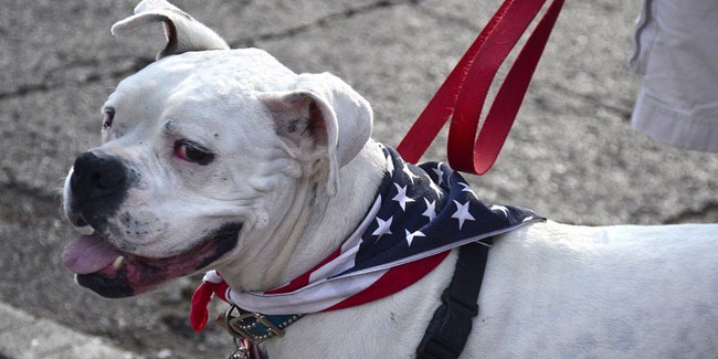 11. April: Nationaler Tag des Haustiers