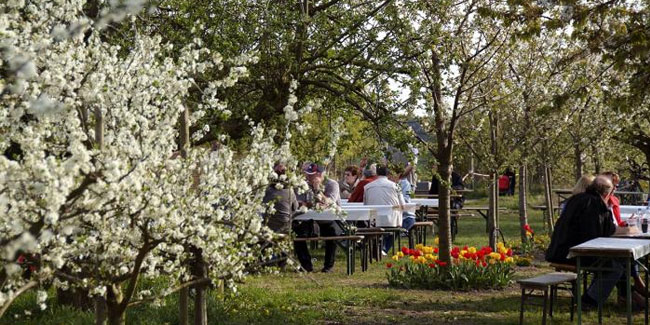 27. April - Baumblütenfest in Werder an der Havel
