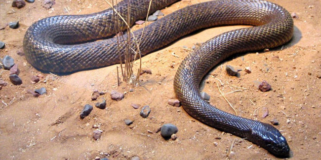 1. Februar: Nationaler Schlangentag in den USA