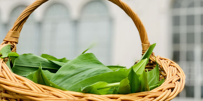 14. März: Eberbacher Bärlauchtage