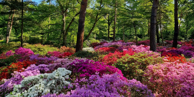 7. Juni - Bremer Woche des Gartens