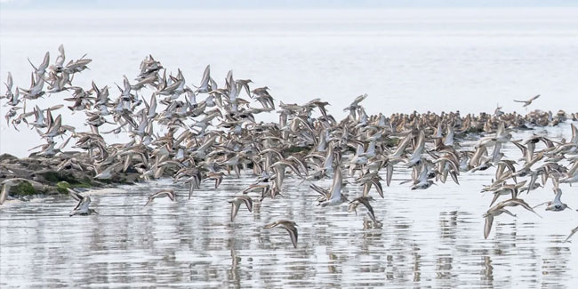 10. Oktober: Zugvogeltage im Nationalpark Niedersächsisches Wattenmeer