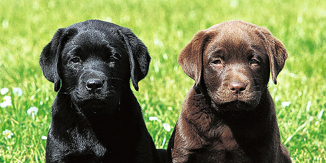 23. April: Welttag des Labradors