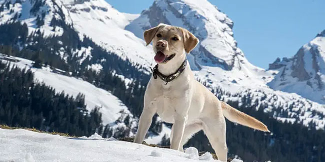 8. Januar: Nationale Labrador Retriever Tag