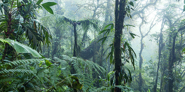 22. Juni: Welttag der Regenwälder