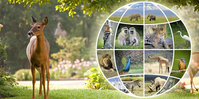 3. März: Welttag des Artenschutzes / UN World Wildlife Day