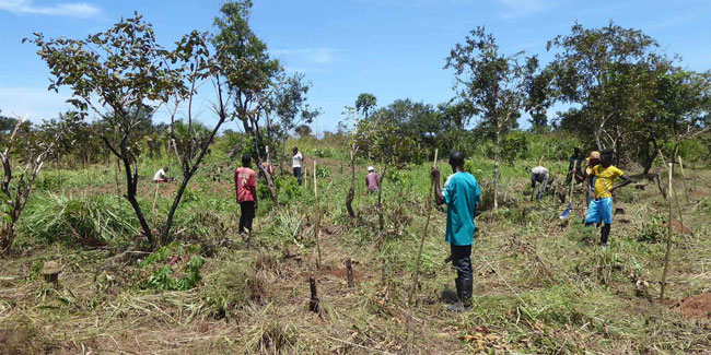 22. Juli - Tag der Baumpflanzung in der Zentralafrikanischen Republik